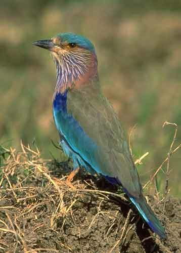 The state bird, Indian roller